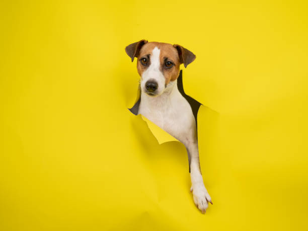 黄色い段ボールの背景を引き裂くかわいいジャックラッセルテリア犬。