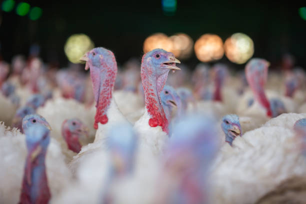 istock turkey farm. turkey close-up. turkey rearing concept 2147602100