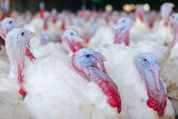 istock turkey farm. turkey close-up. turkey rearing concept 2147602105