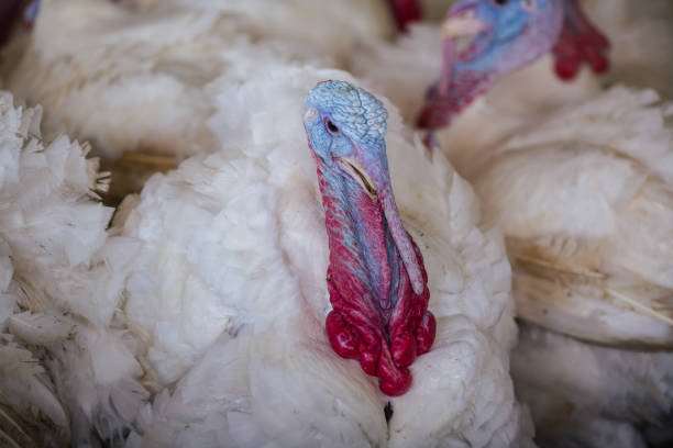 istock turkey farm. turkey close-up. turkey rearing concept 2147602109