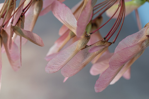 Beautiful and delicate, the seeds of the red maple are dispersed by the wind.