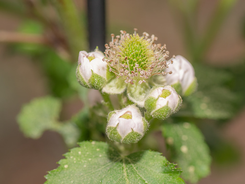 New flower buds on a blackberry bush, with a developing green berry in the center.