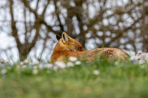 Stories of red foxes in Italy