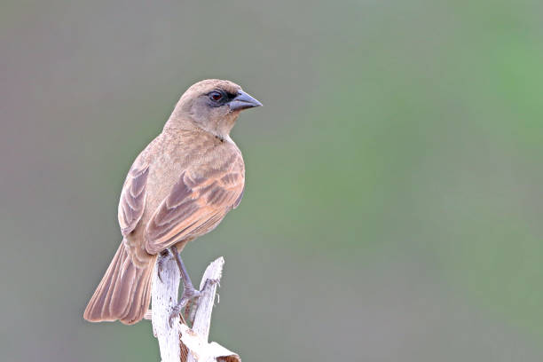 istock Pale Baywing (Agelaioides fringillarius) perched on a log on a green background 2147603471