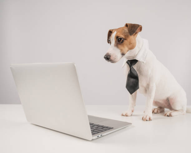 istock Jack Russell Terrier dog in a tie working on a laptop on a white background. 2147603475