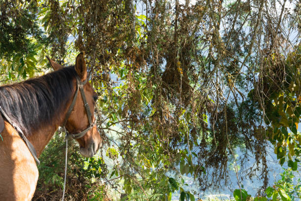 A brown horse is standing in a forest with a green tree behind it. The horse is looking at the camera