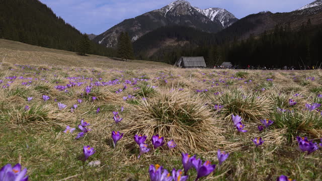 Meadow of Blooming Safron Crocuses with Background View of Tatras Mountains