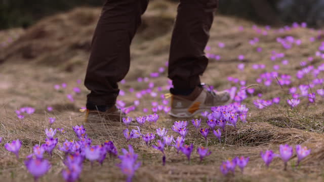 Cllose-Up of Man Walking on Meadow of Blooming Safron Crocuses in Tatras Mountains