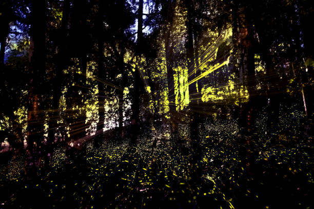 Fireflies glow in the forest at night