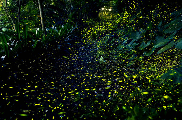 Fireflies glow in the forest at night