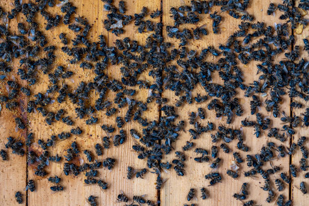 many dead bees in the hive, closeup. colony collapse disorder. starvation, pesticide exposure, pests and disease - colony swarm of insects pest animal photos et images de collection