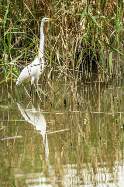 istock great egret in Nam Sang Wai 2147608895