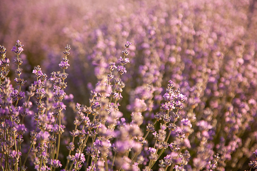 Closeup lavender bushes on sunset. Flowers of lavandula.