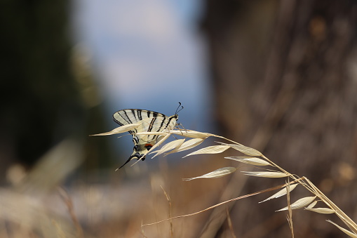 A Butterfly iphiclides podalirius on avena fatua in Summer