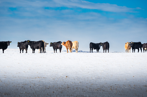 Cattle standing in a row on a snow covered field at a Western Ranch in Alberta Canada