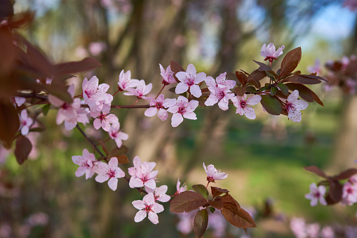 fruit trees bloomed in spring in the park