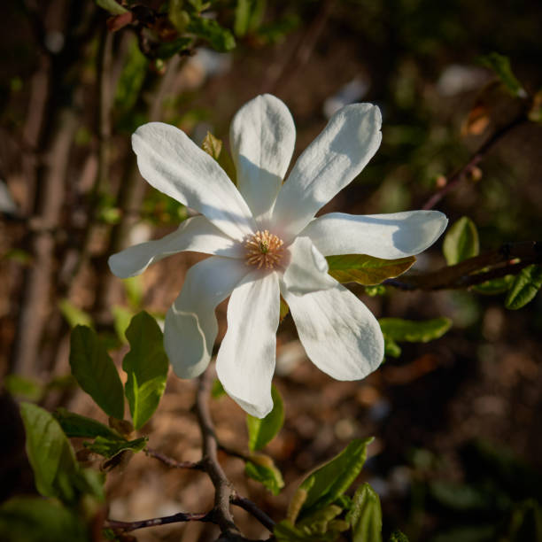 magnolia bloomed in spring in the park