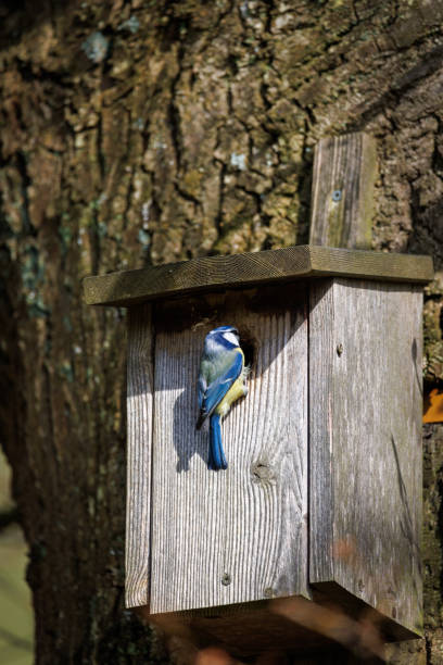 istock a blue tit nests in a bird house 2147610570