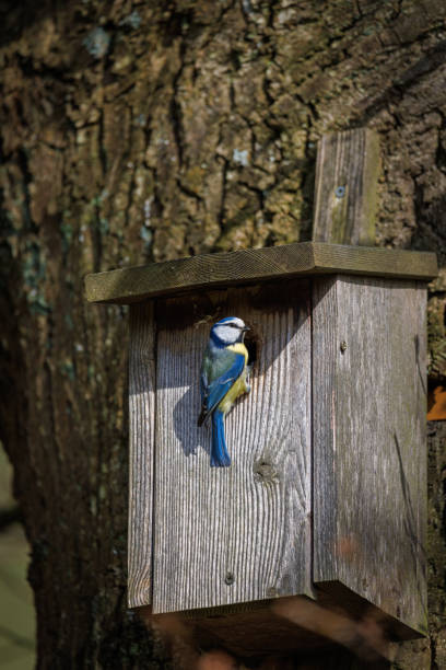 istock a blue tit nests in a bird house 2147610572