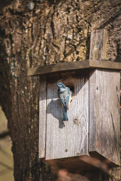istock a blue tit nests in a bird house 2147610573