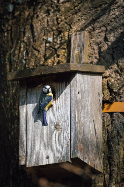 istock a blue tit nests in a bird house 2147610576