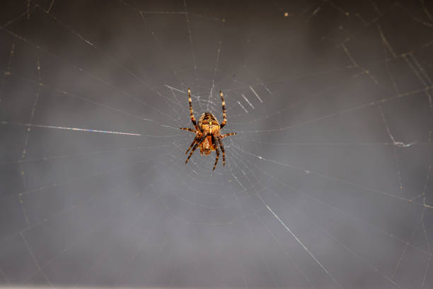 istock a close-up of a small cross spider 2147610599