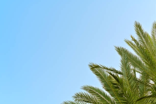 istock palm leaves on a blue sky background. backdrop 2147610602