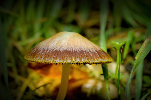 Centered mushroom with green grass surrounding it. Closeup.