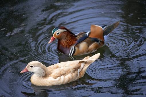 Taxon name: Chestnut Teal\nTaxon scientific name: Anas castanea\nLocation: Braeside Park Wetlands, Victoria, Australia