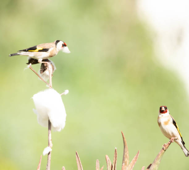istock Skipper looking for cotton for his nest 2147612172