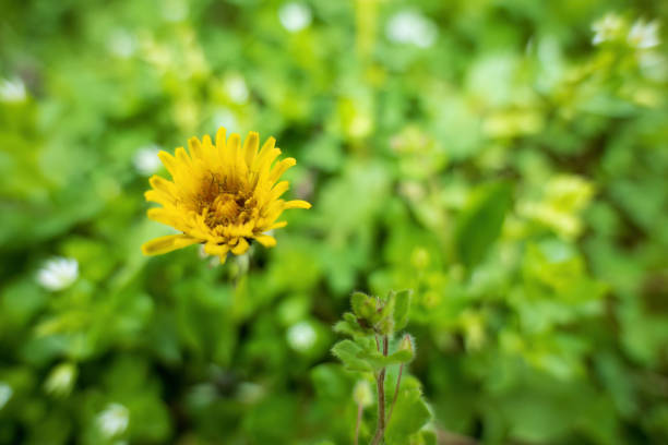Yellow flower in spring garden.