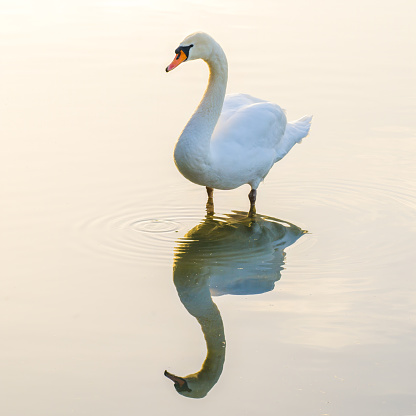 Life on lake, sunlit standing swan symmetrically reflected in lake mirror, sunlight