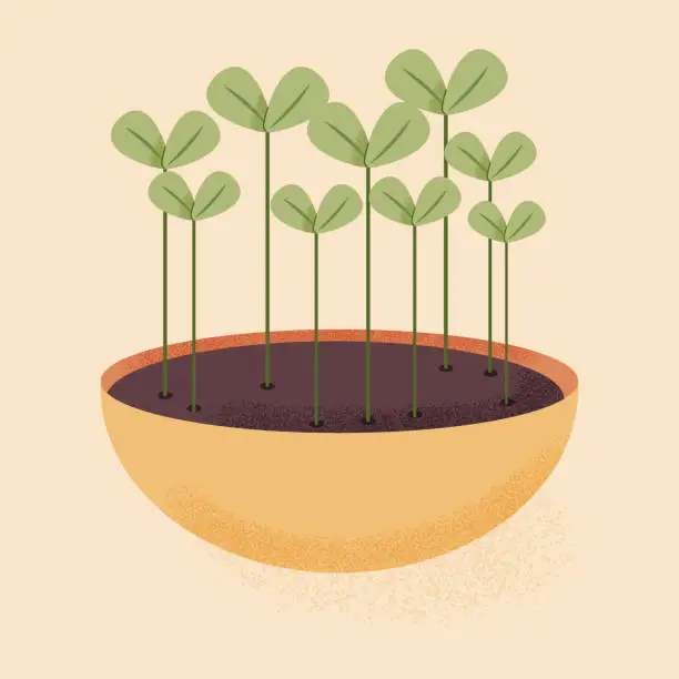 Vector illustration of Microgreens in a pot. flat vector illustration. Sprouts of healthy and organic food.