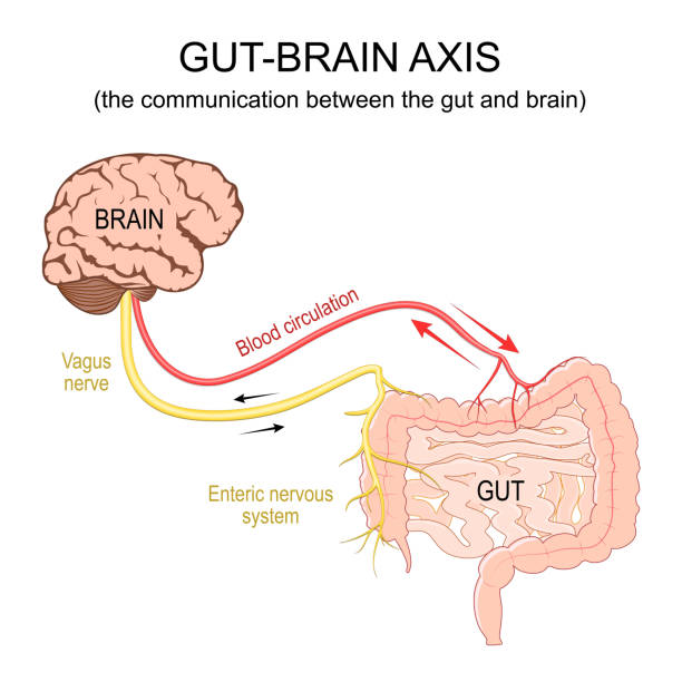 Gut-brain axis. Blood circulation, Vagus nerve from brain to intestine Gut-brain axis. The communication between the gut and brain. Blood circulation, Vagus nerve and Enteric nervous system from brain to Gastrointestinal tract. Lower gastrointestinal tract. vector illustration isolated on white background. blood and guts stock illustrations