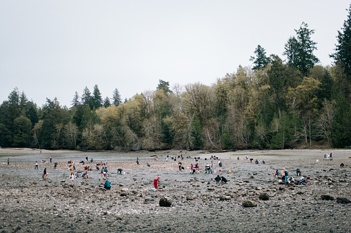A large number of families, couples, children and individuals hunt for shellfish in Washington state at a rocky beach: clams, mussels, and oysters.