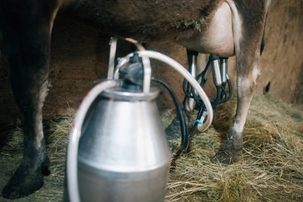 Cows in milking room being milked by a milking machine. Utter. Dairy cattle breeding in the Netherlands.