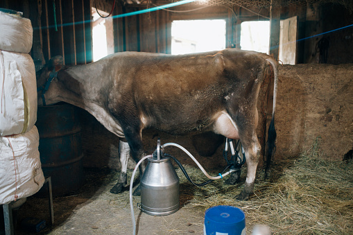 A cow on a small farm in Washington state is milked with a milking machine.