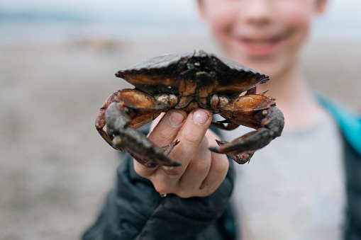 Beach exploration in Washington State on the Puget Sound leads to a fun discovery for a Caucasian boy: a dead crab, still intact.  Fun and adventure in nature.