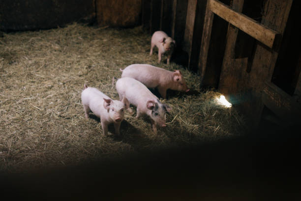 Cute baby meat pigs in a barn enclosure being raised for pork.