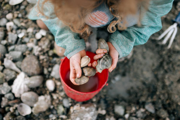 Girl Playing on Beach and Finding Steamer Clams