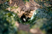 Small Shore Crab Visible in Hole in Rock
