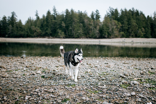 A friendly Siberian Husky explores the beaches of the Puget Sound in Washington state, USA.