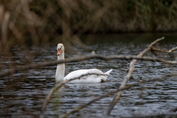 Swan swimming in a pond