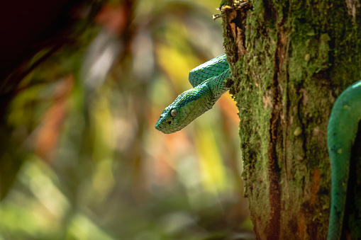 Photography of a snake wrapped on a tree in Arenal, Costa Rica