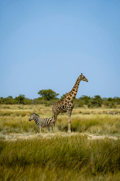 istock Giraffe and zebra having each other's back in Etosha National Park, Namibia 2147613797