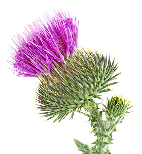 Flower of Milk Thistle plant isolated on a white background. Silybum marianum. Alternative medicine concept. Flower of Milk Thistle plant isolated on a white background. Silybum marianum. Alternative medicine concept. Scottish Thistle stock pictures, royalty-free photos & images