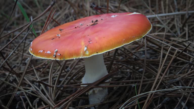 Amanita muscaria, commonly known as the fly agaric or fly amanita, is a basidiomycete mushroom