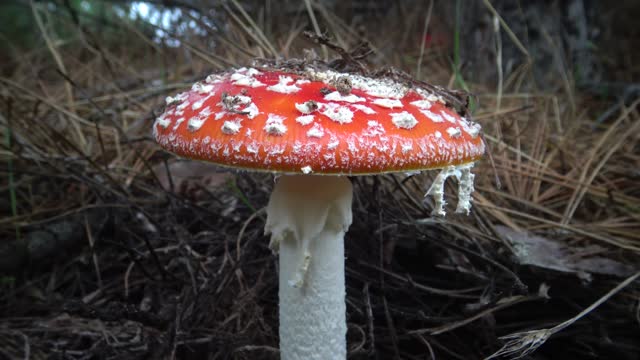 Amanita muscaria, commonly known as the fly agaric or fly amanita, is a basidiomycete mushroom