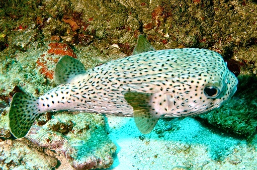 A top-down view of a single Spot-fin porcupinefish (Diodon hystrix) swimming over the rocky seabed of a coral reef.
