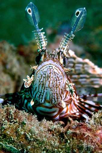 Full frontal view of the lower jaw of a single Red lionfish (Pterois volitans) resting on the seabed.